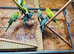 Budgies for sale