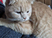 Male British short hair cat GCCF