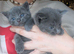 bsh x maincoon x domestic shorthair