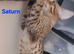 PURE SAVANNAHS  Tica SBTF6/7 cubs with Serval traits