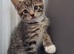 3 Kittens ready for their new homes