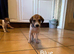 Lurcher puppies