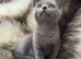 Bsh mix