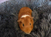 Male guinea pig, cage and accessories