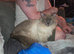 Super friendly Male ragdoll