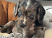 Beautiful Working Cocker Spaniel Puppy Looking for His Forever Home 9 weeks old