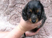 4 beautiful dachshund pups ready to Leave for the forever loving home