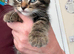 2 beautiful kittens brother and sister