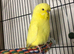 Tame baby Exhibition budgie