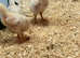 Ross Cobb Chicks as hatched available from day old