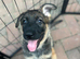 German shepherd x Dutch herder bitch puppy