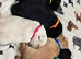 Scottish Terrier Puppies for Sale