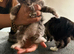 3 beautiful kittens looking for their forever loving home