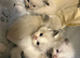 Tri colour Ragdoll’s