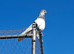 Budapest High Flyer Pigeons For Sale