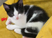 1 beautiful kitten