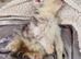 Male persian x cross kitten