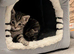 BEAUTIFUL SIBERIAN KITTENS LOOKING FOR THEIR FOREVER HOMES
