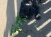 F1 Jackapoo puppies
