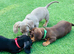 Adorable miniature dachshund puppies