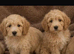 Beautiful CAVAPOO puppies for sale