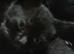 I have 1 black kitten male