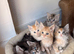 Sweet TICA register kitten &zwj;