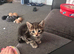 Beautiful loving kittens