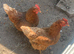 2 chickens