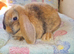 Mini lop kits available to reserve