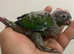 Conures