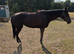 3 year old Bay filly 15.2hh