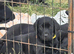 Working labs