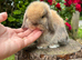 FRIENDLY MINI LOP BUNNIES
