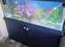Fish rank aquarium