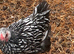 WYANDOTTE BANTAM COCKEREL