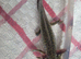 Axolotl jeuveniles
