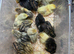 Button quail chicks and adults