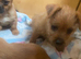 Jack Russell/Yorkshire terrier puppy’s