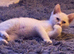 Ragdoll Shpynx cross kittens ginger and white and ginger