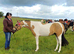 Beautiful part bred arab gelding
