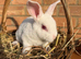 Standard Rex Rabbits [Ready to Leave]