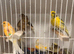 Joblots.     x8 mixed canary&rsquo;s