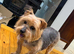 Beautiful Yorkshire Terrier