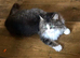 3 year old Norweigen Forest Cat x Ragdoll