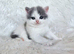 Stunning British shorthair & longhair