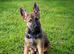 Belgian Maliois x German Shepherd Puppies