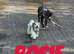 Biewer terrier Expected litter born in June