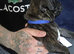 Staffordshire puppies