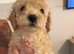 Cockapoo puppies